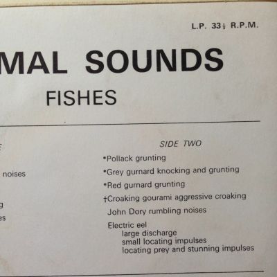 Shows - Wildlife Discotheque