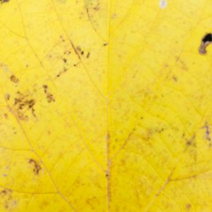 The The Nature Deficit Show Show