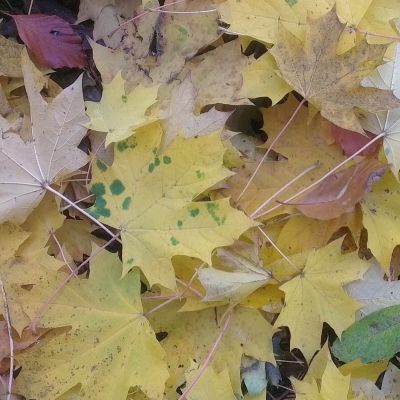 Shows - Apples of the A38