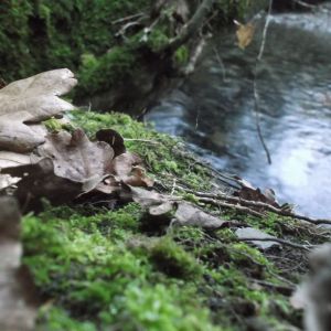 The After the Flood Show