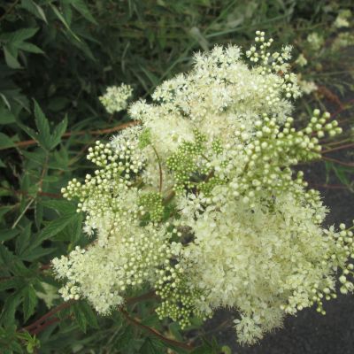 Shows - After the Flood